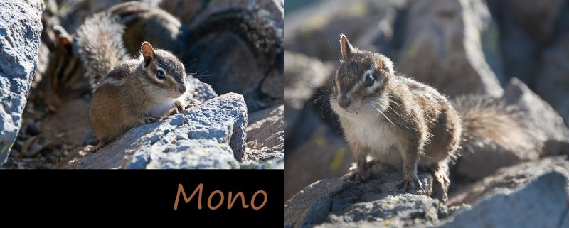 Mono Phonic