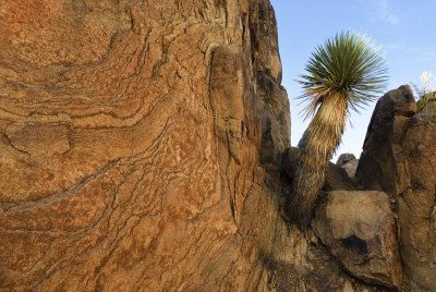 Yucca on the Window Rock trail - Big Bend