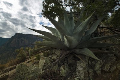 High Country Agave - Big Bend