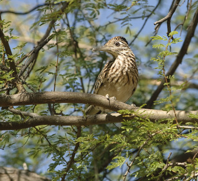 RoadRunner without the Road I