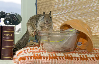 Rocket J caught with his paw in the acorn bowl