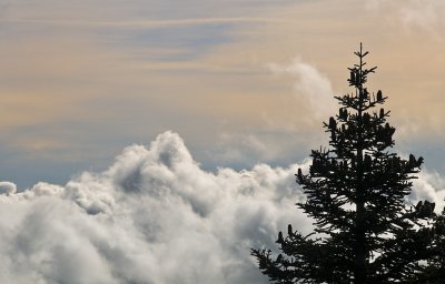 Fir Above the Fog