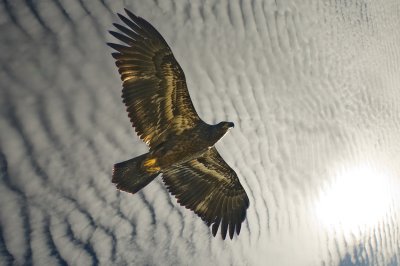 Eagle under an old  mackerel sky