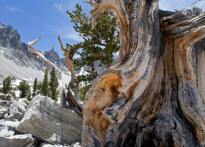 Wheeler Bristlecone Grove I