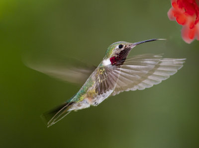 Broad Tailed Hummer w OOF paintbrush