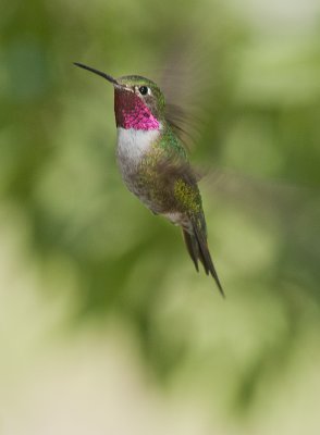 Broad Tailed Hummer Suspended Great Basin