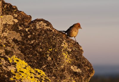 Green Tailed Towhee Last Light