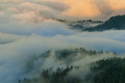 The Fog is in the Fir Trees... Sub-gallery