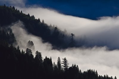 The Fog is in the Fir Trees... Sub-gallery