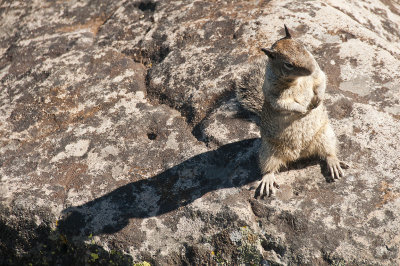 Saddleback Helplers on the Lookout