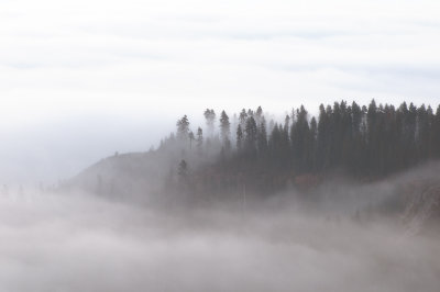 Impressions of a Cloud Forest