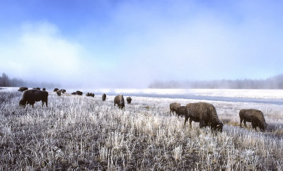 Buffalo Herd along river Yellowstone with Frost & Fog