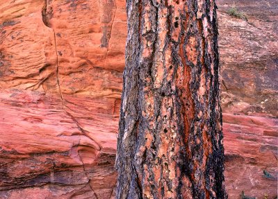 Pine Trunk and Canyon Wall abstract