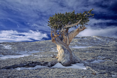 Another Bristlecone from atop Mt. Washington - Great Basin