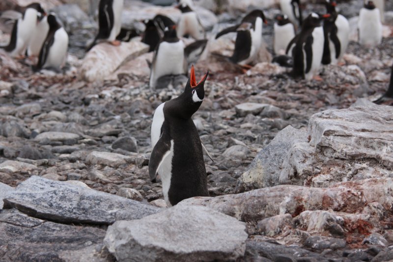 port lockroy