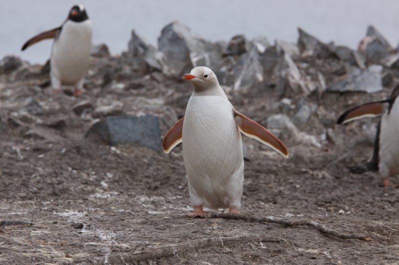 gpnzales videlia leucistic penguin