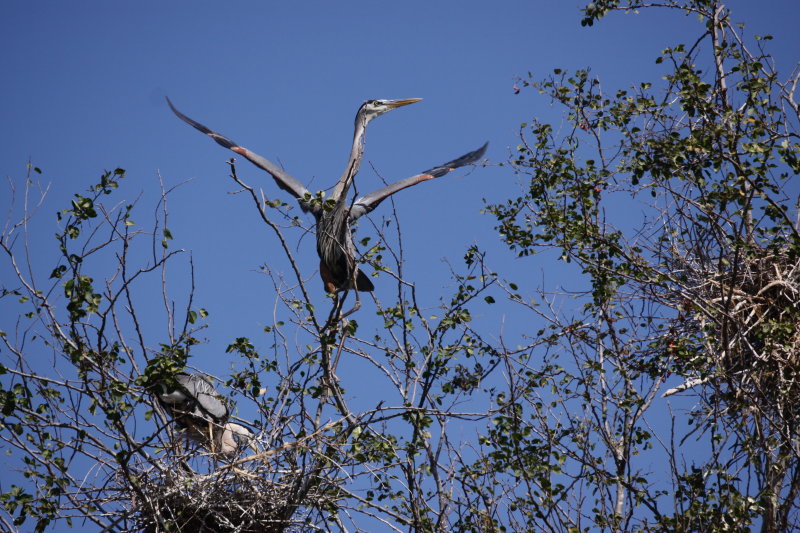 heron feeding