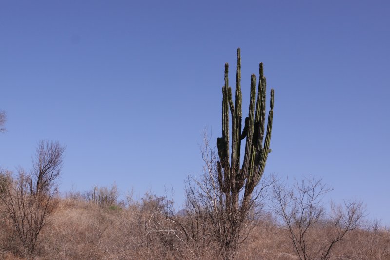 cactus