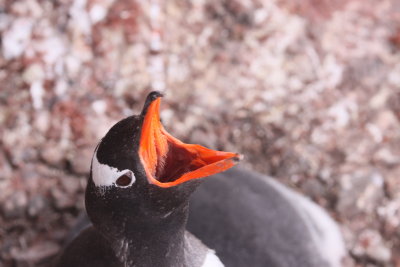 antarctica_jan_2009