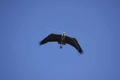 heron with branch