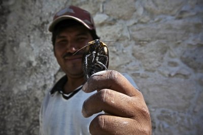 Calakmul Cocaracha
