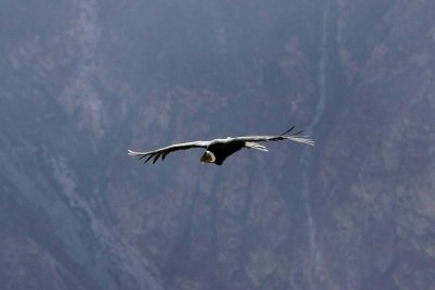 Colca Canyon  Condors