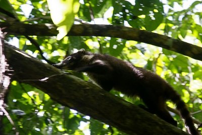 Parque Corcovado coati