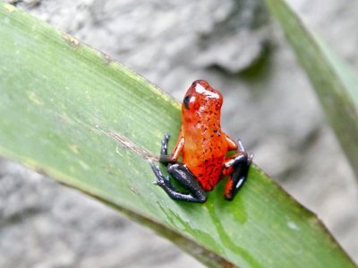 Poison dart frog 