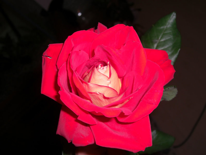 CIMG0354w