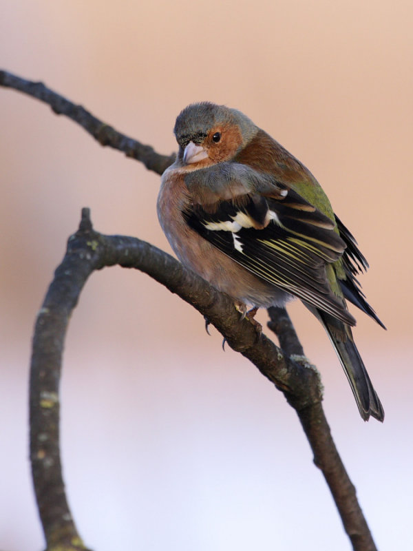 Common Chaffinch, male
