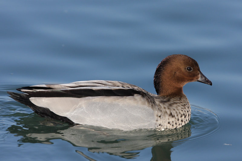 Australian Wood Duck, male