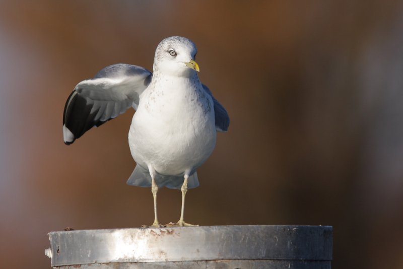 Mew gull with bright iris