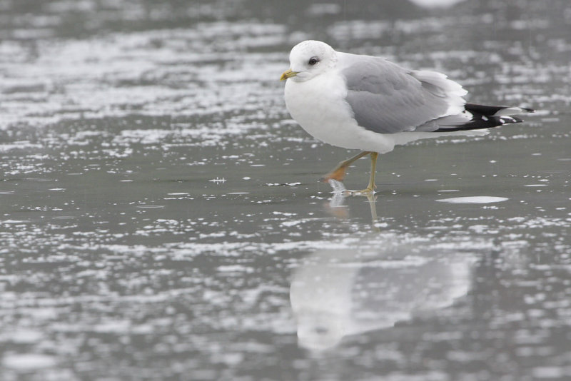 Mew gull