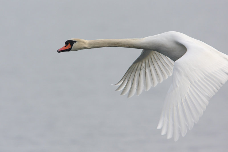 Mute Swan