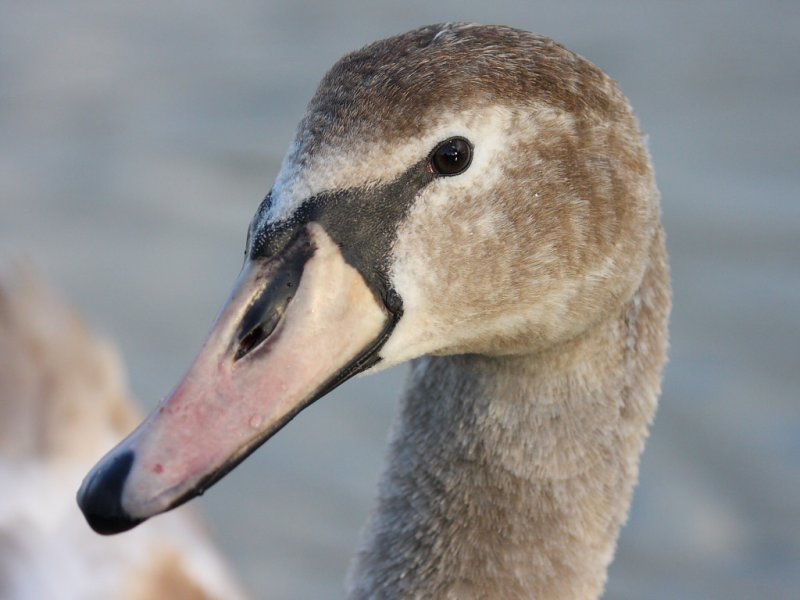 Mute Swan