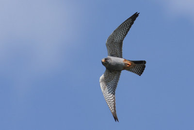 Red-footed Falcon, male 2Y