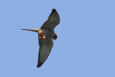 Red-footed Falcon, male 2Y