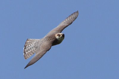 Red-footed Falcon, female