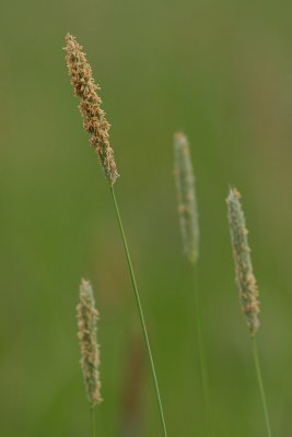 IMG_7243.JPG