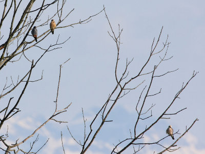 Red-footed Falcon