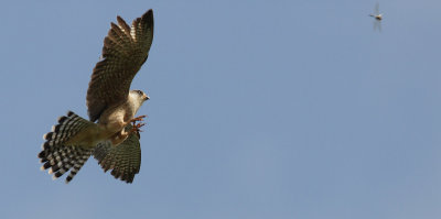 Red-footed Falcon, female 2Y