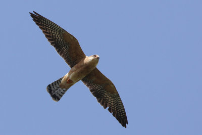 Red-footed Falcon, female