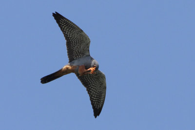 Red-footed Falcon, male 2Y