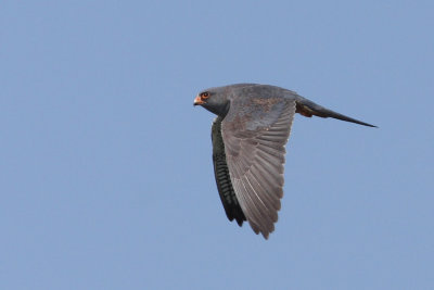 Red-footed Falcon, male 2Y