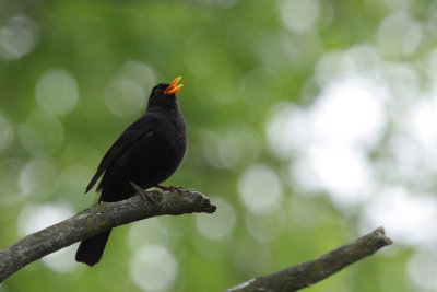 Common Blackbird, male