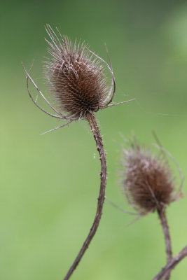 080524_Riedikon_075.JPG
