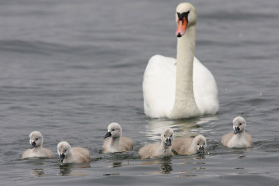 Mute Swan