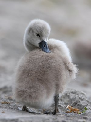 Mute Swan