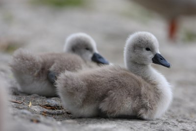 Mute Swan