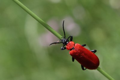 IMG_0893.JPG